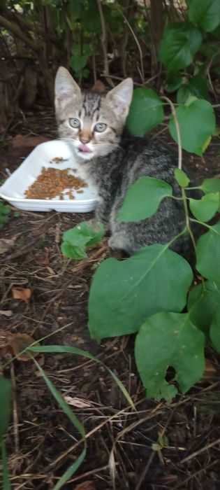 Котенца на два месеца за осиновяване