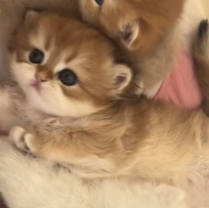 шиншиллы котята очень ласковый