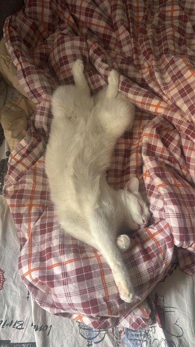 Отдам кошку в добрые руки