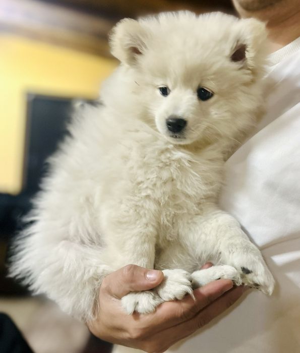 Мини шпиц 2 месеца с паспорт