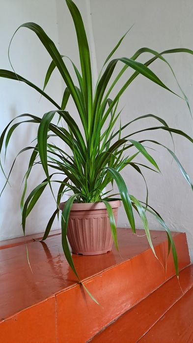 Панденус 2500 тенге