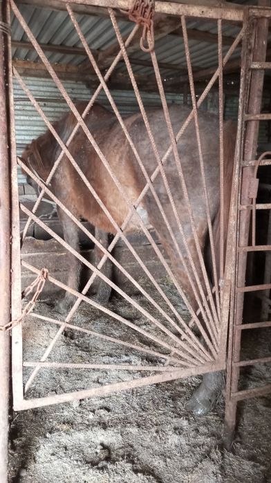 Продам бие с откорма.