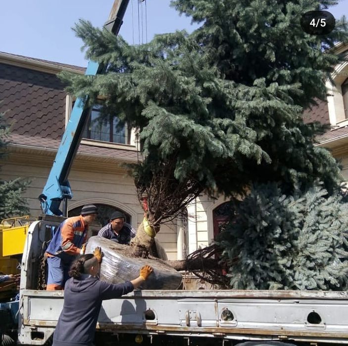 Обрезка плодовых деревьев