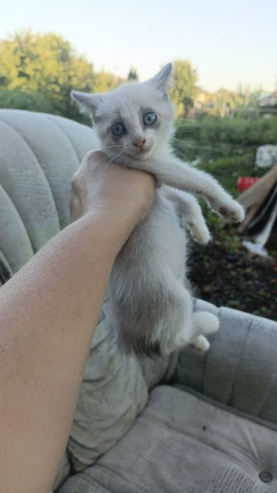 Котенок.мальчик.