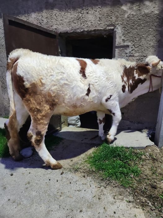 Продается нетель чисто породная сементал