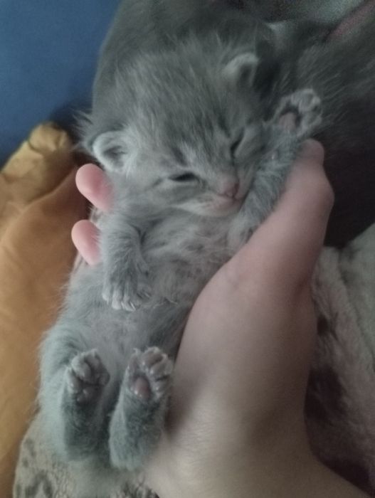 Бронь котят породистые