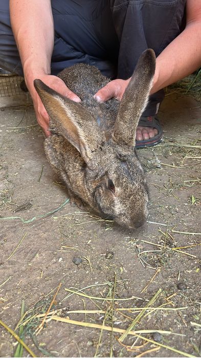 Крольчиха Фландр (кролики)