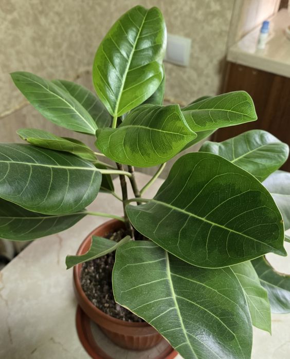 Фикус Альтиссима