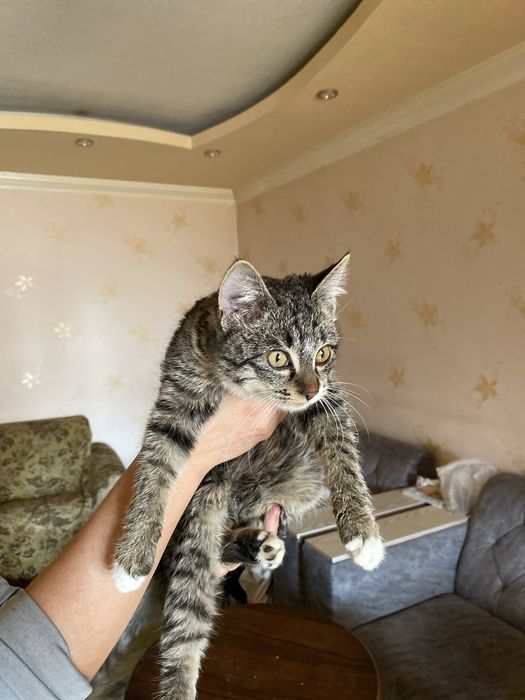 Отдам котят бесплатно