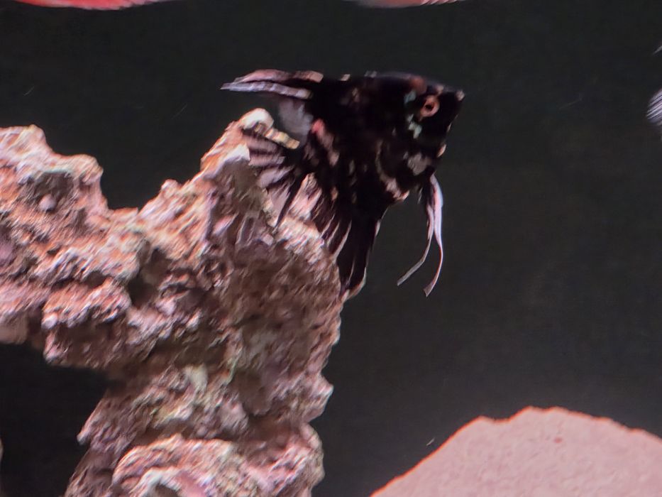 Скалярии мраморные, 3шт.