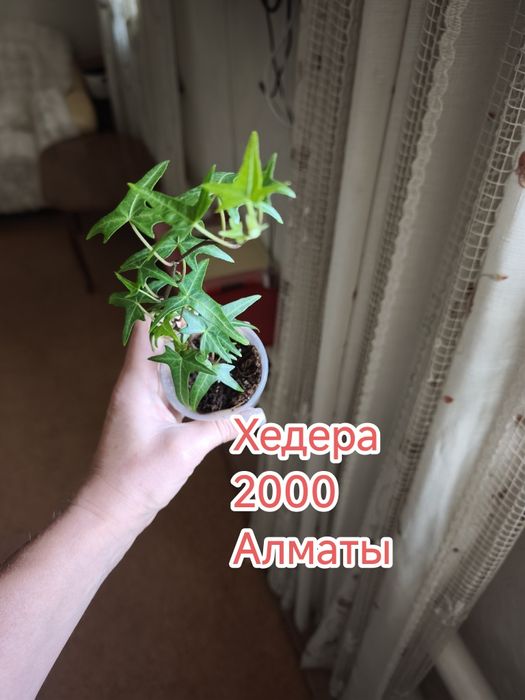 Комнатные цветы домашние
