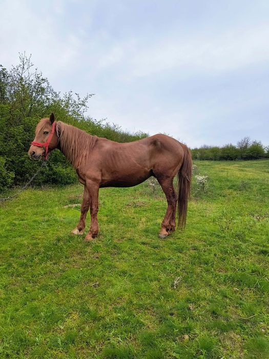 Armăsar de vânzare