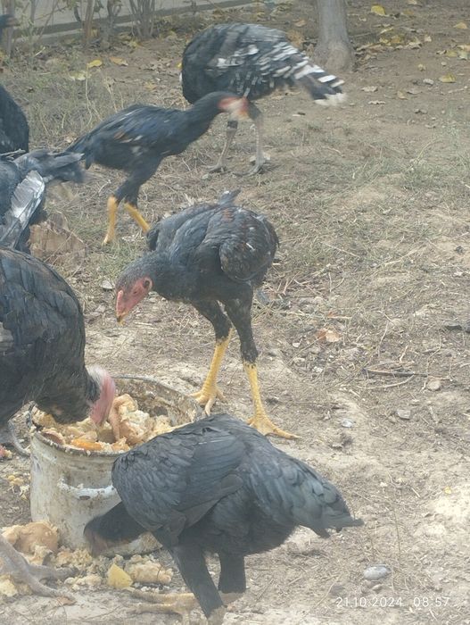 Жўжалар бор 1 та хўроз 3та товуқ..Зоти тоза...