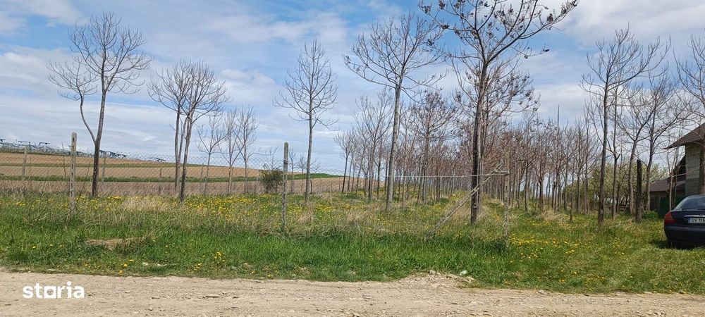 Елітний житловий проект – "Paulownia Domain"