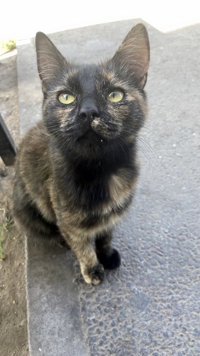 Кошка в добрые руки