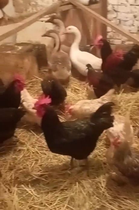 Молодые куры несушки, петухи, гуси