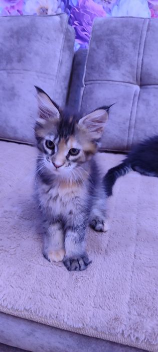 Продам котенка девочку Мейн-Кун.