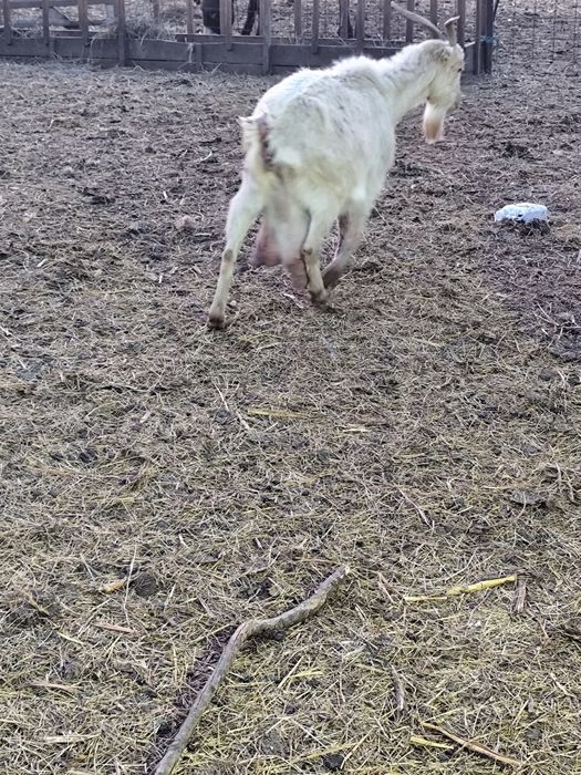 Vând capre gestante