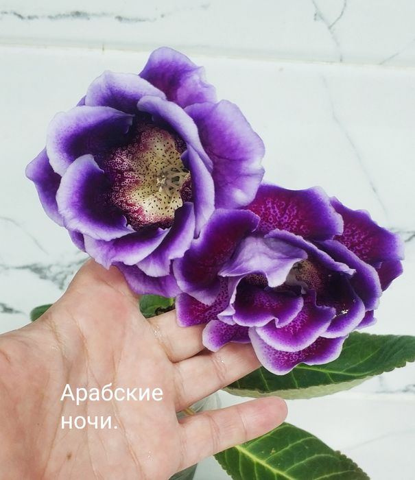 Роскошные глоксинии с цветами.