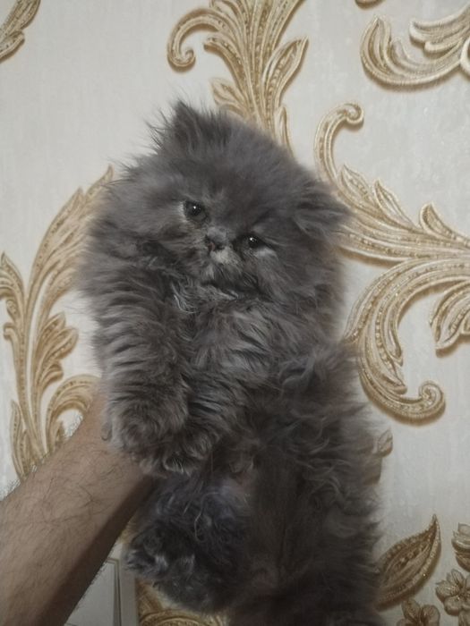 Персидские котята зксрималы