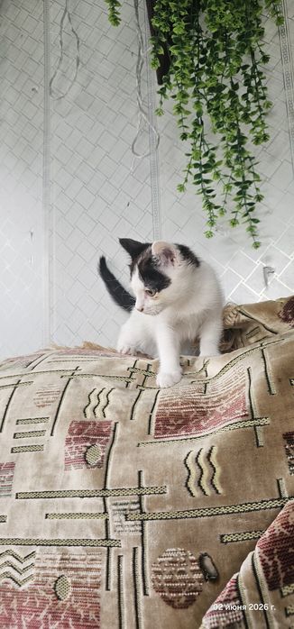 Отдам котенка в хорошие руки