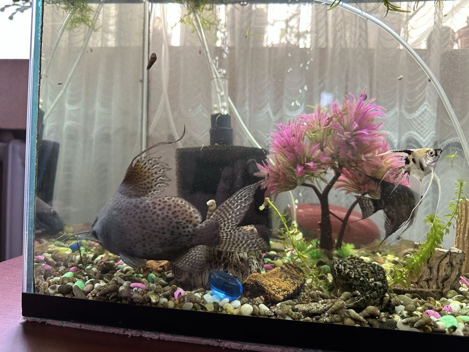 Продам аквариумных рыб