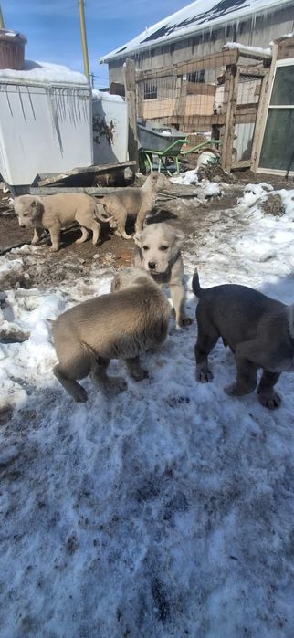 Тобет күшіктер ..