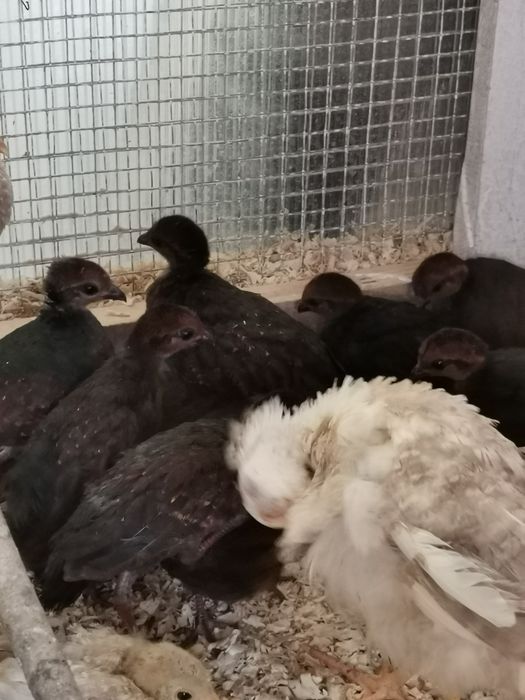 Prepelițe roul roul