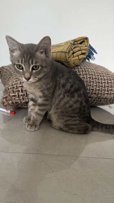 Котенок мальчик в добрые руки
