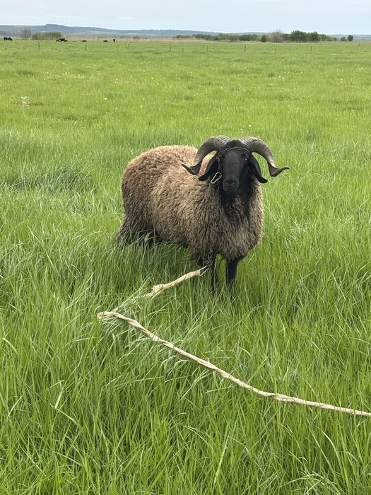 Vand berbec carabas tanar