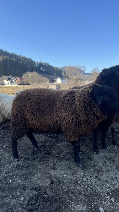 Berbeci de rasa metis intre