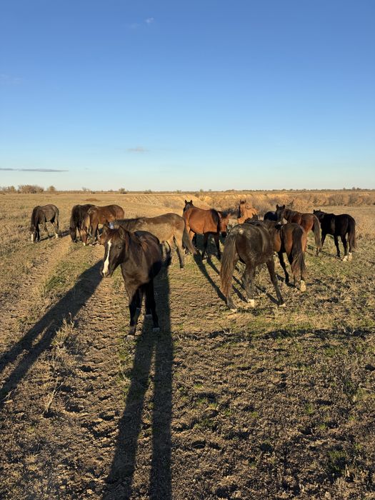 Таи , Баиталдар сатылады