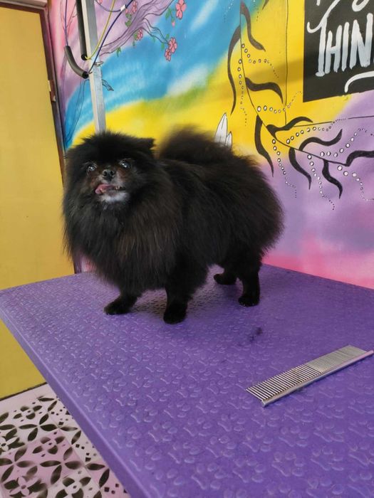 Груминг и разходки за домашни любимци