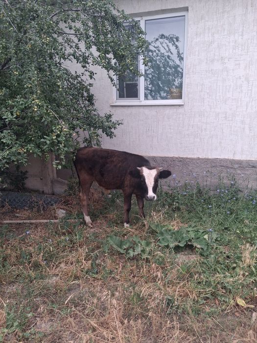 Бычёк жақсы тұқымды