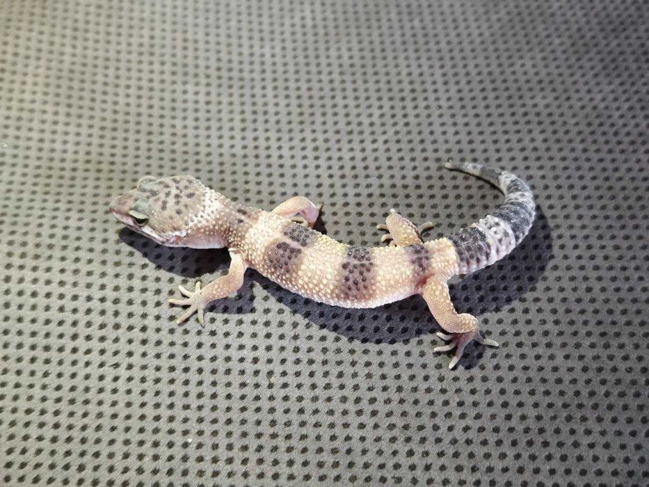 Эублефары молодь