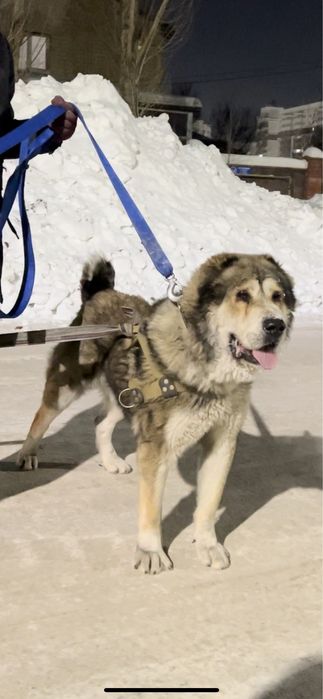 На вязку Кобели. Сао.