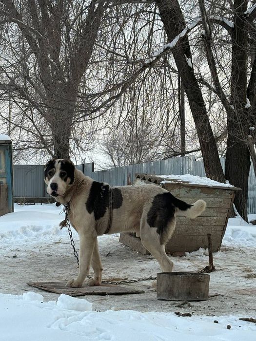 Алабай ит 2 жасар