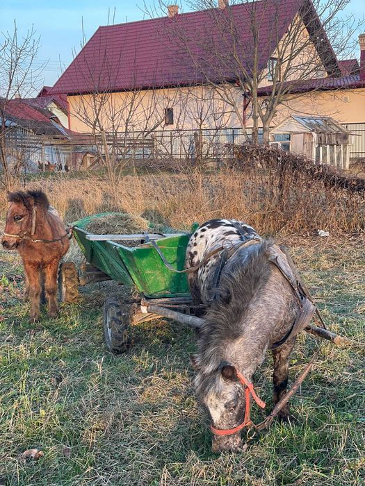 Vând mânz de ponei apalosa