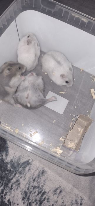 Hamsteri de vanzare!