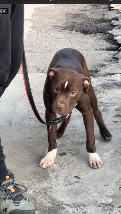 Пит-бультерьер (Red nose)