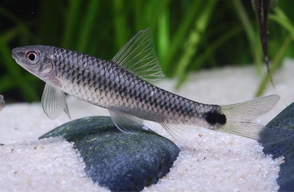 Сетчатые водорослееды прекрасные чистильщики, аквариума