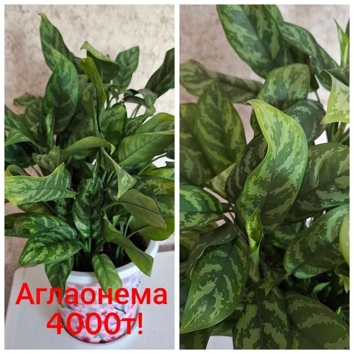 Продам домашние цветы!