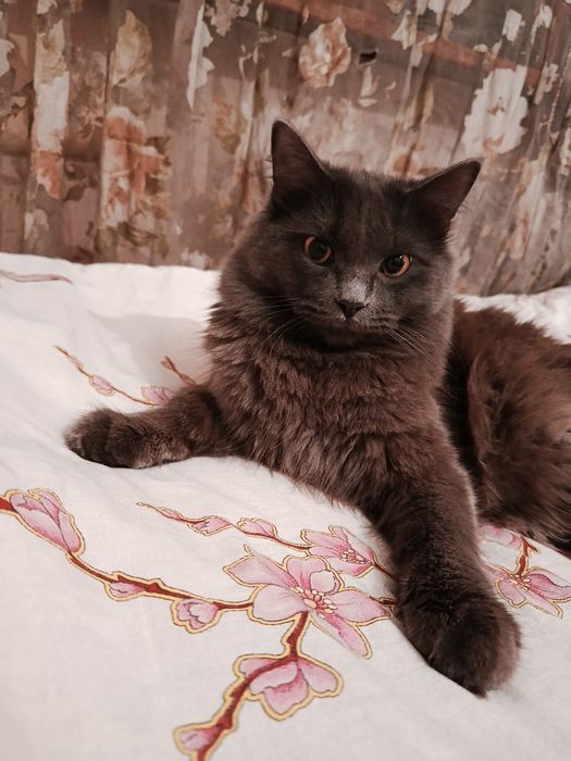 Отдам кота в добрые руки