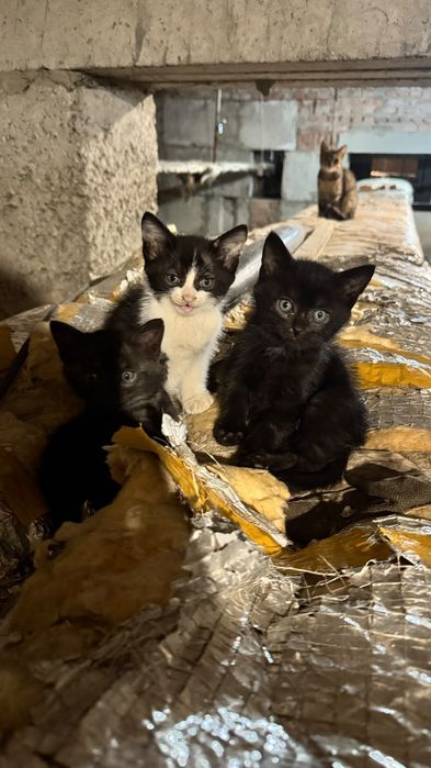 Ищут дом котятки