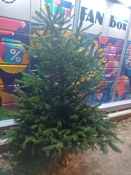 Brad natural 2,3m 150lei