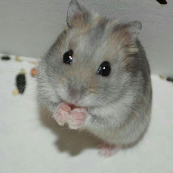 Продаются хомяки с клеткой