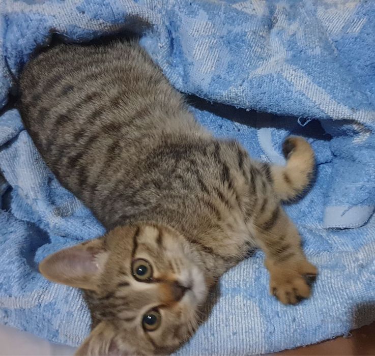 Котик ищет своего человека!