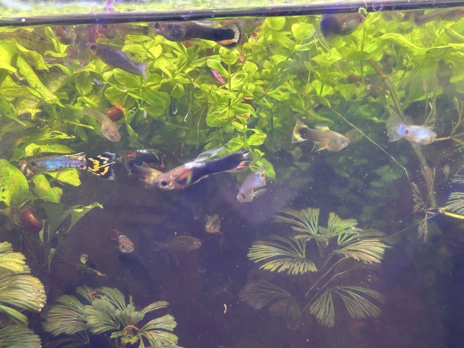 Mix guppy & endlers de vanzare