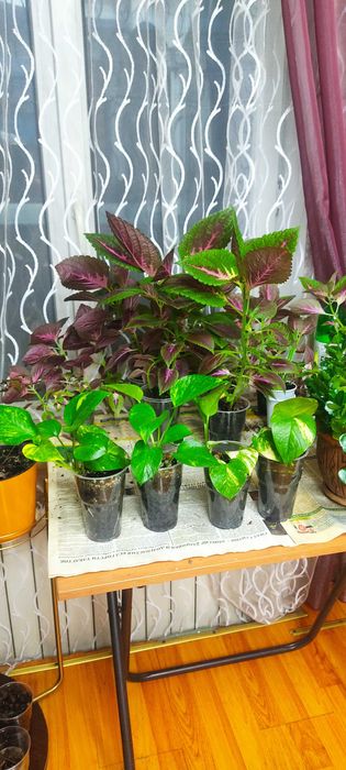 Колеус, эпипремнум, каланхоэ