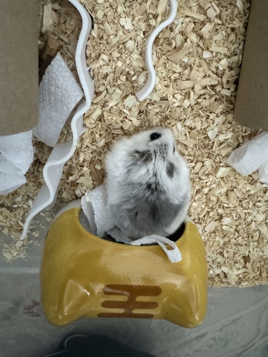 Белый принц Джунгарский хомяк